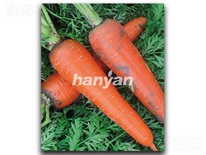 �h�u��̖-���}���N��-�h��