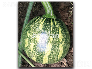 �h����̖-�ϹϷN��-�h��