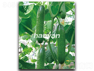 �h������2̖-�S�ϷN��-�h��