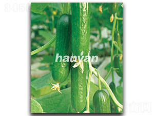 �h������4̖-�S�ϷN��-�h��