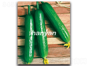 �h������5̖-�S�ϷN��-�h��