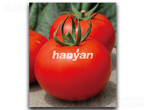 漢盈六號-番茄種子-漢研
