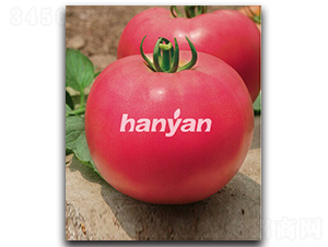 �h��һ̖-���ѷN��-�h��