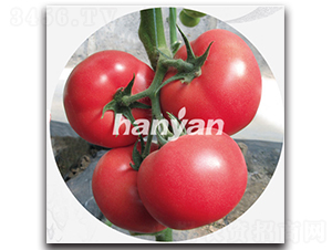 漢琪一號(hào)-番茄種子-漢研