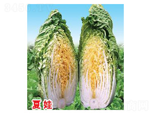 ����-�ײ˷N��-���N