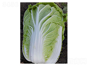 ȫ��4̖-�ײ˷N��-���N