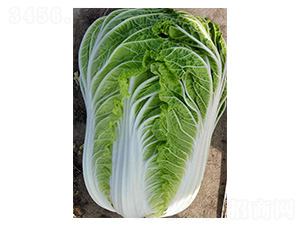 ȫ��5̖-�ײ˷N��-���N