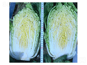 ����-�ײ˷N��-���N