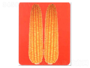 LZ9168-玉米種子-魯種