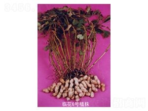 �R����̖-�����N��-���N