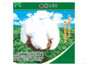 魯種158-棉花種子-魯種