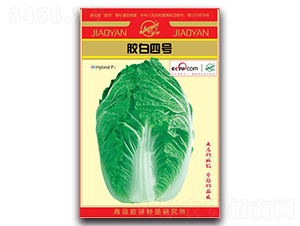 膠白四號(hào)-春播白菜種子-膠研