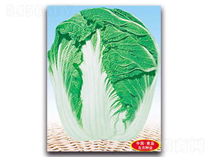 ���(y��ng)��-��ײ˷N��-�����N�I(y��)