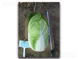 ������̖(h��o)-��ײ˷N��-�����N�I(y��)