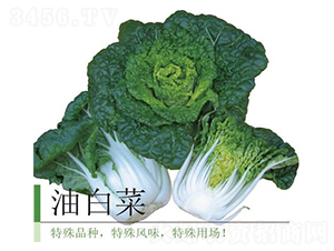 �Ͱײ�-�ײ˷N��-�����r(n��ng)�I(y��)