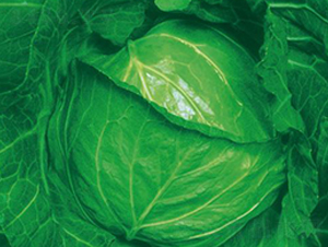 極早寒春-甘藍(lán)種子-井田農(nóng)業(yè)