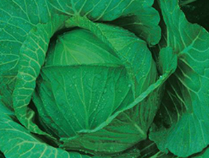 寒春四號-甘藍種子-井田農(nóng)業(yè)