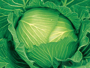 寒春120-甘藍(lán)種子-井田農(nóng)業(yè)