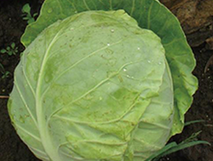 東方極早-甘藍(lán)種子-井田農(nóng)業(yè)