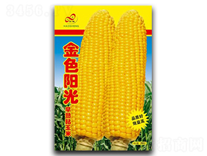 金色陽光-糯玉米種子-昊晟種業(yè)