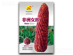 非洲女郎-糯玉米種子-昊晟種業(yè)