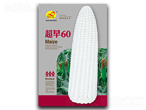 超早60-糯玉米種子-昊晟種業(yè)