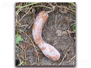 �S���Ϲϣ��Ԓ�Ϲϣ�-�ϹϷN��-����r�I(y��)