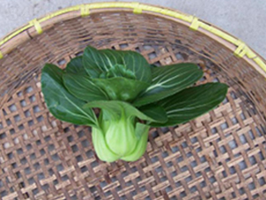 青山-青梗菜種子-申耕農(nóng)業(yè)