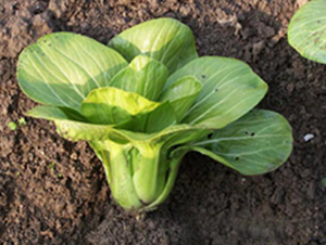 四月慢-青梗菜種子-申耕農(nóng)業(yè)