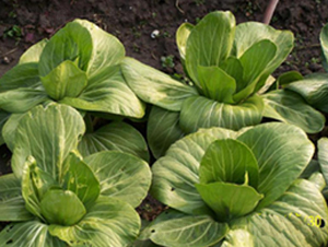 三月慢-青梗菜種子-申耕農(nóng)業(yè)