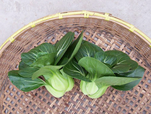 矮箕蘇州青-青梗菜種子-申耕農(nóng)業(yè)