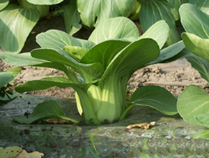 矮箕青-青梗菜種子-申耕農(nóng)業(yè)