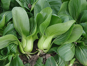 國(guó)美518-青梗菜種子-申耕農(nóng)業(yè)