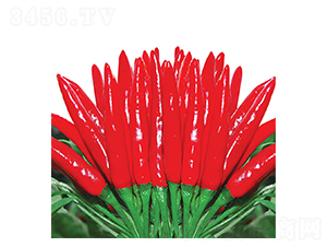 特級天宇-朝天椒種子-華蔬種業(yè)