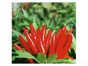 皇冠-朝天椒種子-華蔬種業(yè)