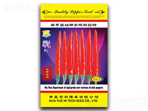 華彩-朝天椒種子-華蔬種業(yè)