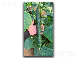 ������-�S�ϷN��-혳�