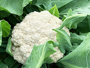 �_������85���ɻ�-��Ҭ�˷N��-혳�