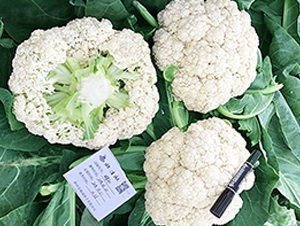 臺灣明星80天松花-花椰菜種子-順成