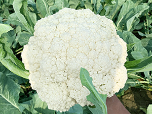 臺灣明星70天松花-花椰菜種子-順成