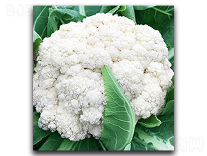 �_������66���ɻ�-��Ҭ�˷N��-혳�