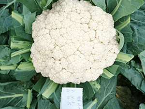 �_(t��i)������65���ɻ�-��Ҭ�˷N��-혳�