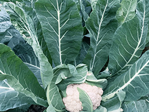 С�װ�110���ɻ�-��Ҭ�˷N��-혳�