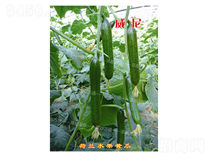 �f(w��n)ʢ����-�S�ϷN��-�˶��f(w��n)ʢ