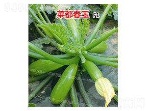 菜都春玉-西葫蘆種子-菜都萬盛