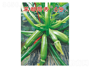 菜都碧秀6號-西葫蘆種子-菜都萬盛