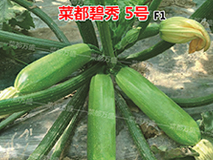 菜都碧秀5號(hào)-西葫蘆種子-菜都萬盛