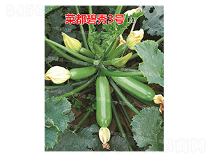 菜都碧秀3號-西葫蘆種子-菜都萬盛