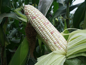 �wԽ-Ŵ���׷N��-���A�N�I(y��)