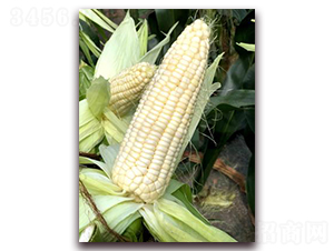 ����Ŵ75-Ŵ���׷N��-���A�N�I(y��)